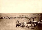 Day of the Cowboy: A Great Saturday in Duncan, Oklahoma
